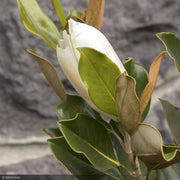 Magnolia, Little Gem #25