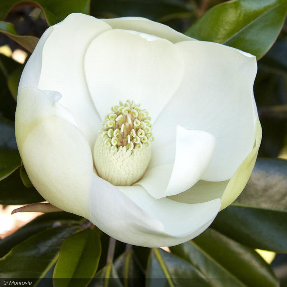 Magnolia, Little Gem #30