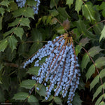 Load image into Gallery viewer, Mahonia, Leatherleaf #3