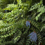 Load image into Gallery viewer, Mahonia, Leatherleaf #3