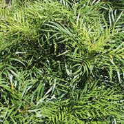 Mahonia, Soft Caress #3