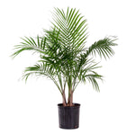 Load image into Gallery viewer, Trop, Majesty Palm 10&quot; Pot