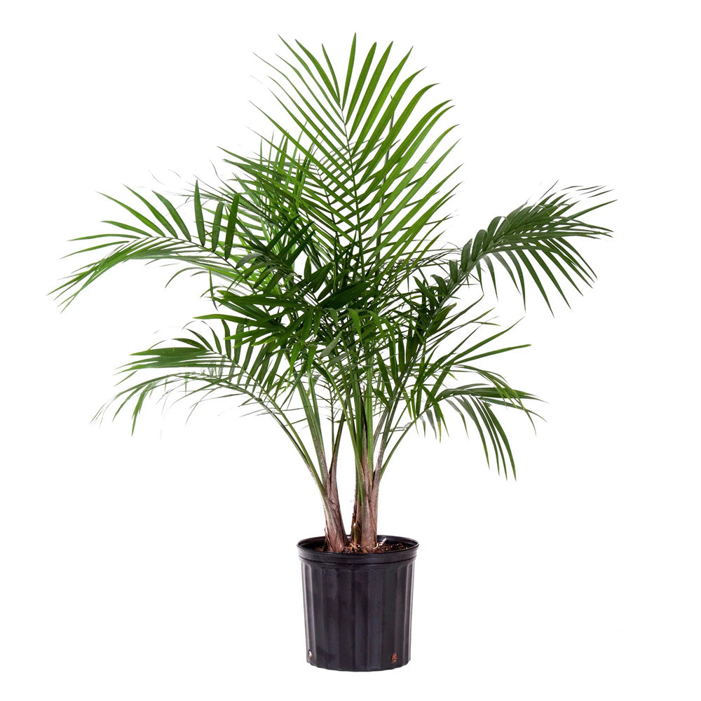 Trop, Majesty Palm 10" Pot