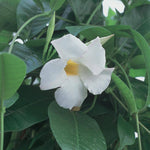 Load image into Gallery viewer, Trop, Mandevilla 6&quot; Pot
