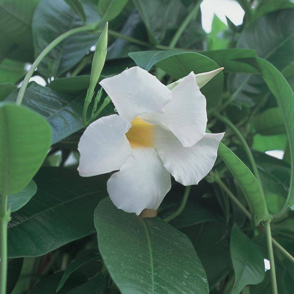 Trop, Mandevilla 6" Pot