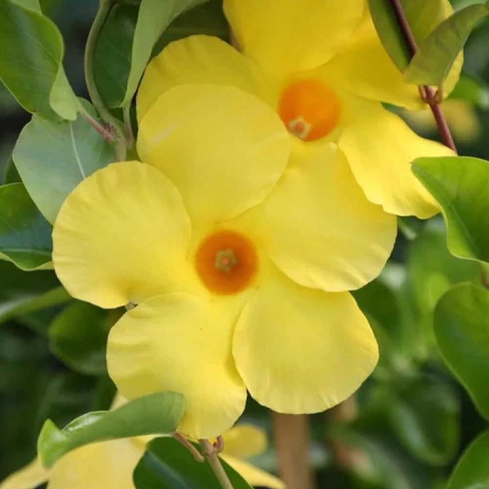 Trop, Mandevilla 6" Pot