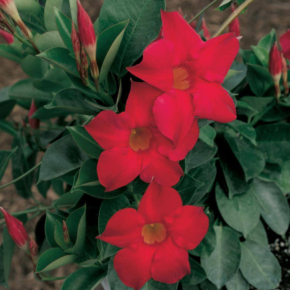 Trop, Mandevilla 6" Pot