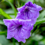 Load image into Gallery viewer, Trop, Mexican Petunia Purple Shower 10&quot; Pot
