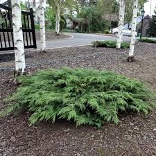 Cypress, Siberian #2