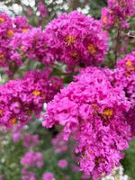 Load image into Gallery viewer, Crape Myrtle, Mighty Myrtle Cherie #3