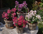 Load image into Gallery viewer, Crape Myrtle, Mighty Myrtle Eternal #3