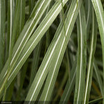 Load image into Gallery viewer, Miscanthus Grass, Adagio #1