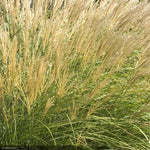 Load image into Gallery viewer, Miscanthus Grass, Adagio #1