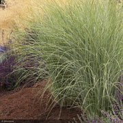 Miscanthus Grass, Morning Lights #3