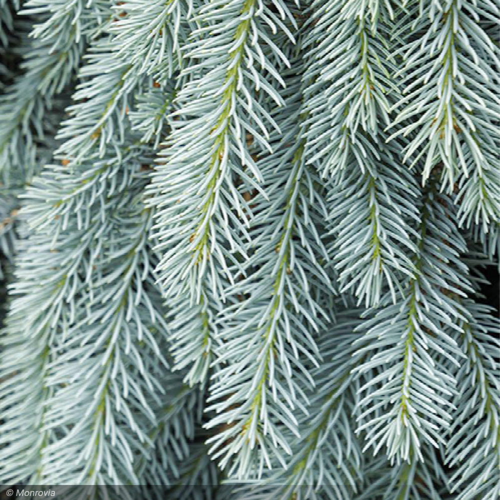 Spruce, The Blues #10