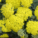 Load image into Gallery viewer, Yarrow, Desert Eve Yellow #1
