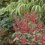 Load image into Gallery viewer, Cape Fuchsia Colorburst Deep Red #1
