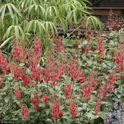 Cape Fuchsia Colorburst Deep Red #1