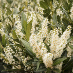 Load image into Gallery viewer, Cherry Laurel, Jade Enchantress #5
