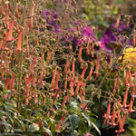 Load image into Gallery viewer, Cape Fuchsia, Colorburst Orange #1
