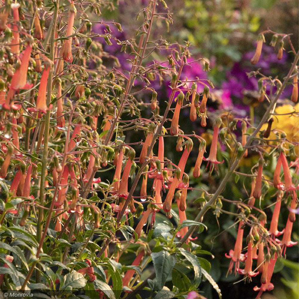 Cape Fuchsia, Colorburst Orange #1