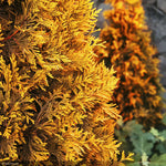 Load image into Gallery viewer, Arborvitae, Ember Waves #5
