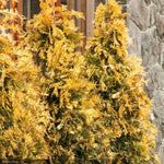 Load image into Gallery viewer, Arborvitae, Ember Waves #5
