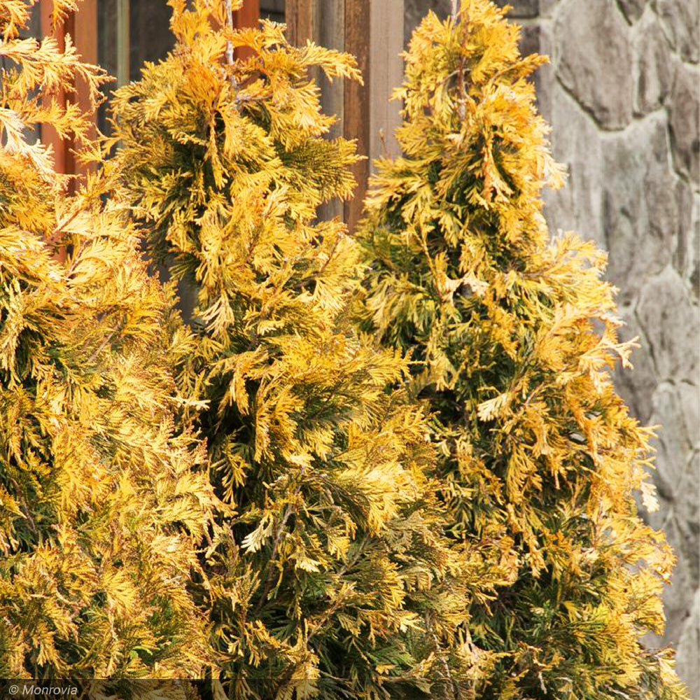 Arborvitae, Ember Waves #5