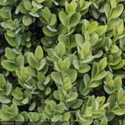 Boxwood, Green Mountain Cube #10