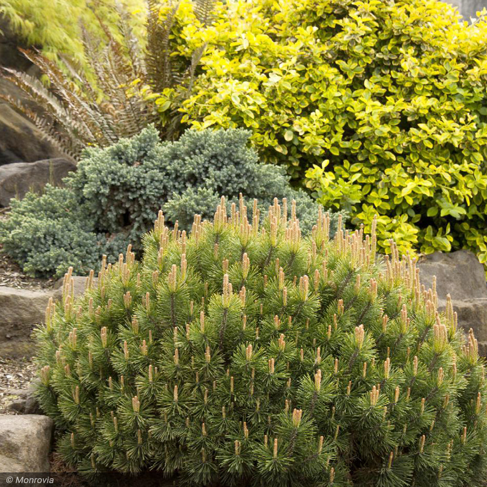 Pine, Mugo Pumilio #5