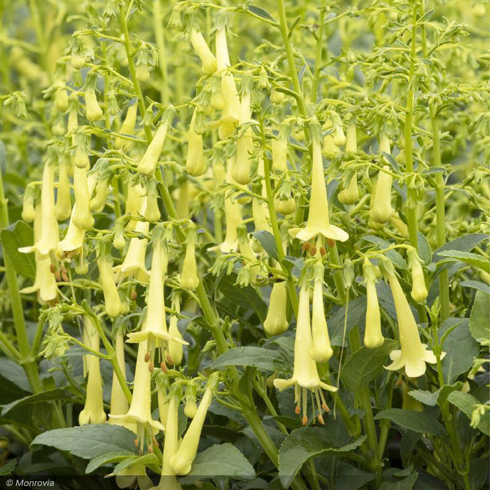 Cape Fuchsia, Colorburst Yellow #1