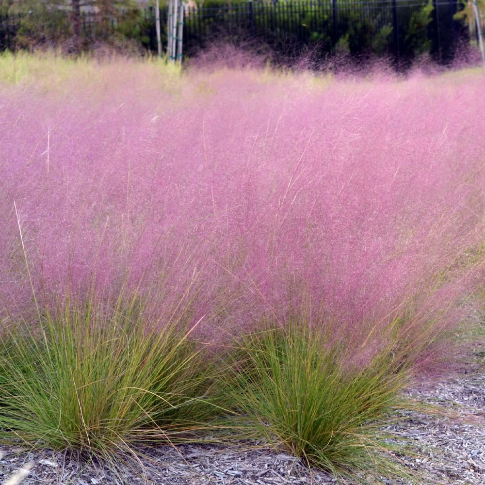 Muhly Grass, Pink #1