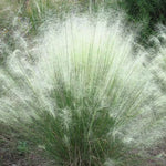 Load image into Gallery viewer, Muhly Grass, White Cloud #3
