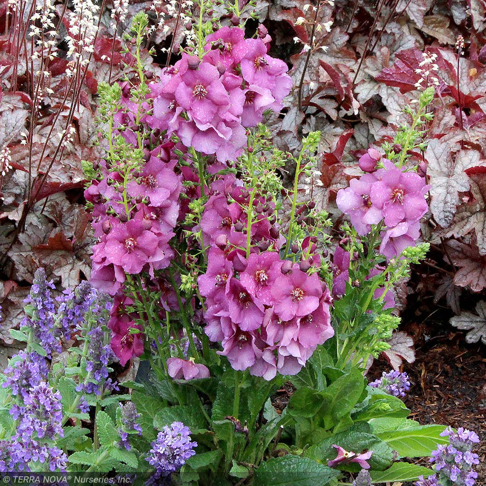 Mullein, Plum Smokey #1