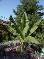 Load image into Gallery viewer, Trop, Hardy Banana #2