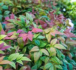 Load image into Gallery viewer, Nandina, Blush Pink #3