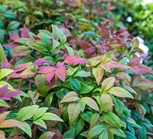 Nandina, Blush Pink #3