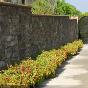 Nandina, Fire Power #1