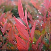 Nandina, Gulf Stream #3