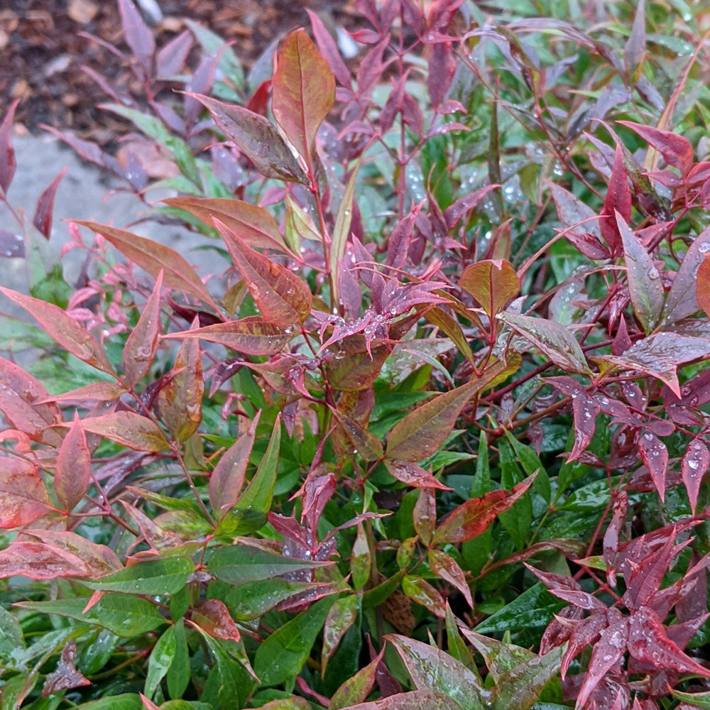 Nandina, Tuscan Flame #2