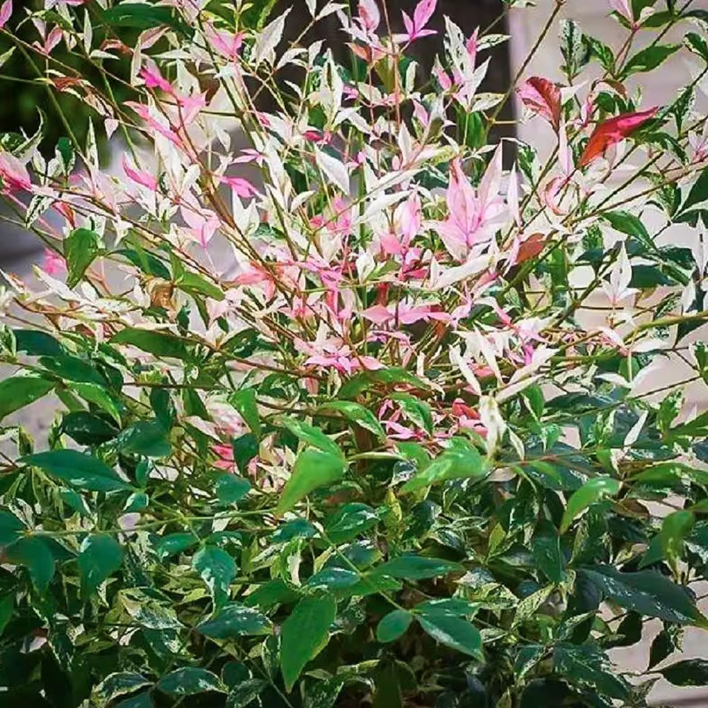 Nandina, Twilight #3