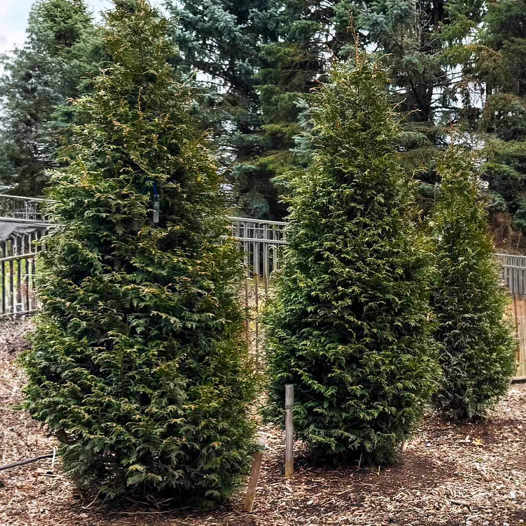 Arborvitae, Green Giant Northern Spire #15