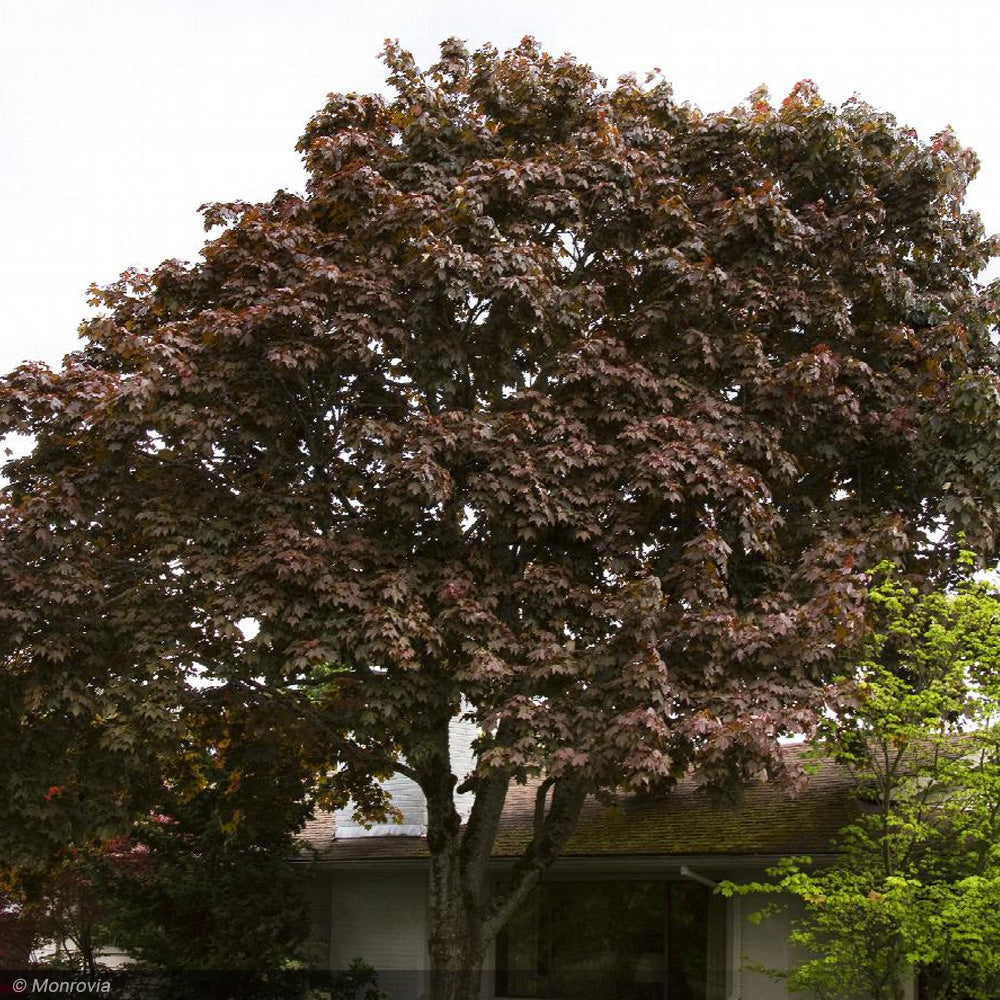 Norway Maple, Crimson King #20