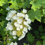 Load image into Gallery viewer, Hydrangea, Oakleaf Toy Soldier #5
