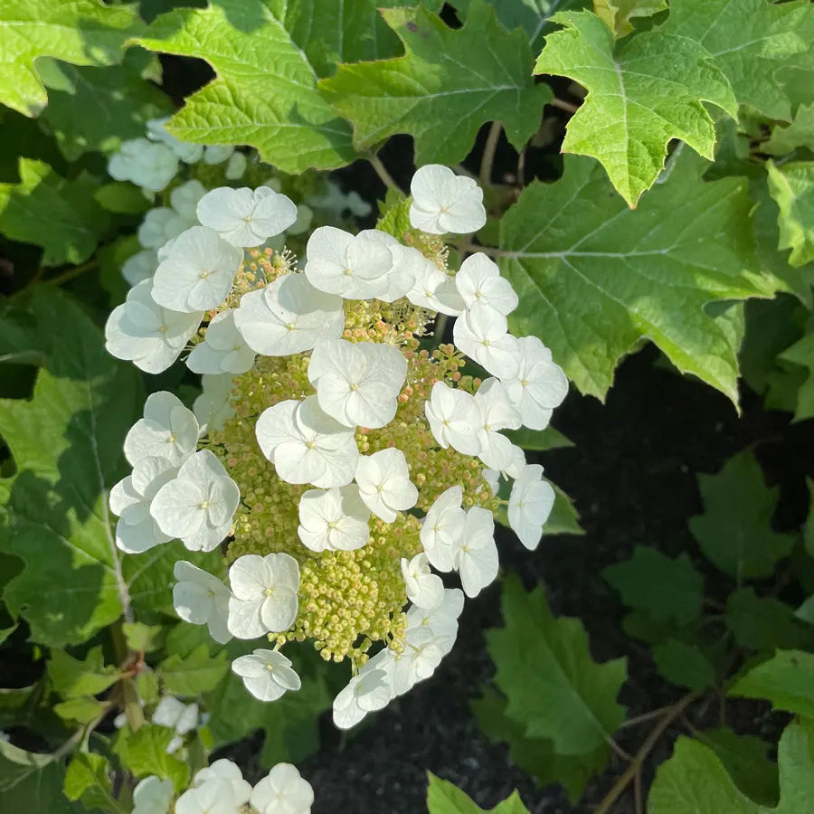 Hydrangea, Oakleaf Toy Soldier #5