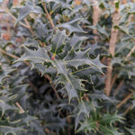 Load image into Gallery viewer, Osmanthus, Gulftide #3
