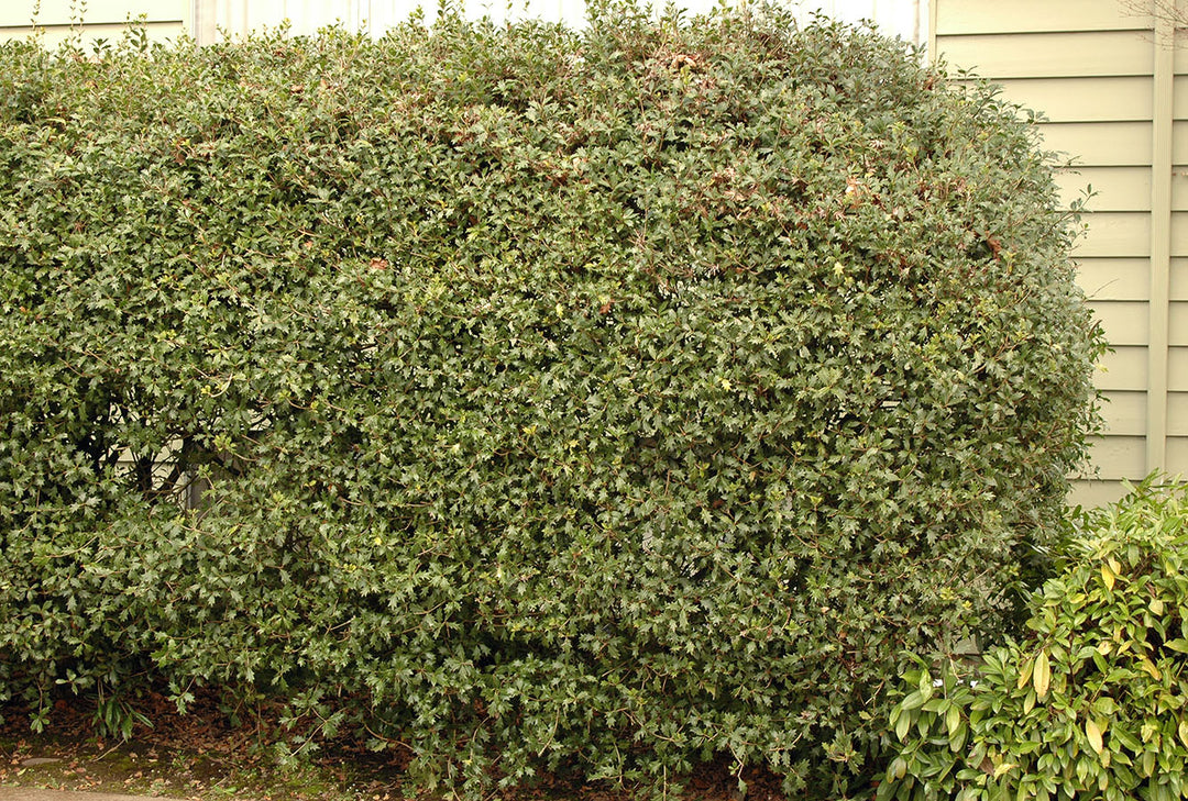 Osmanthus, Gulftide #3