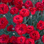 Load image into Gallery viewer, Dianthus, Fruit Punch Maraschino #1
