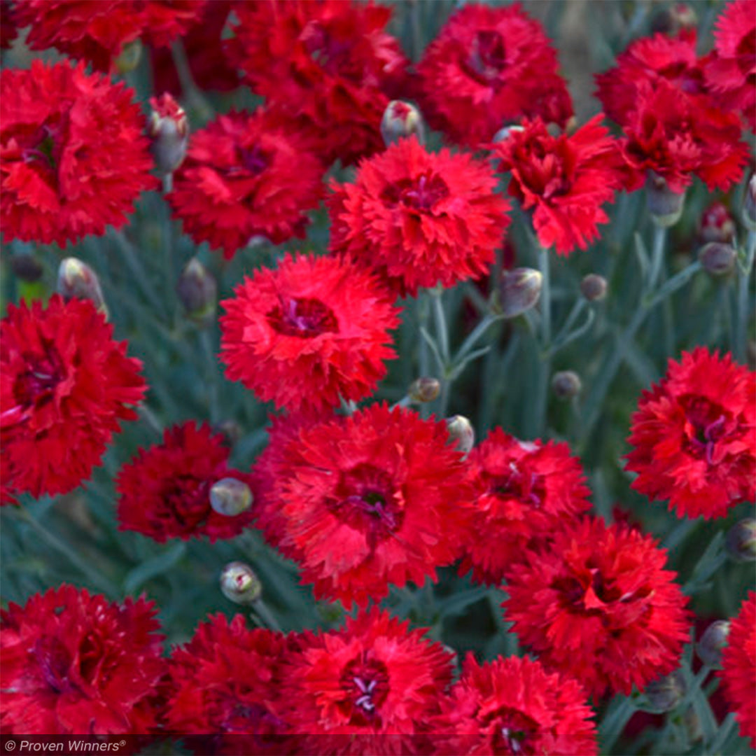 Dianthus, Fruit Punch Maraschino #1