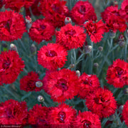 Dianthus, Fruit Punch Maraschino #1